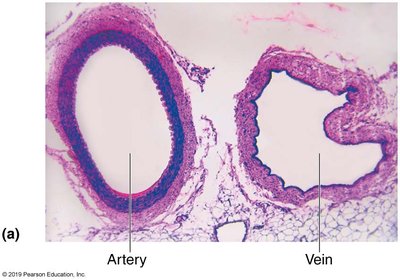 Generalized structure of arteries, veins, and capillaries