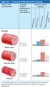 Summary of blood vessel anatomy (arteries)