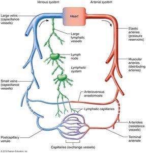 Relationship of blood vessels to each other and to lymphatic vessels