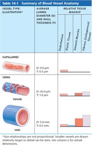 Summary of blood vessel anatomy (capillaries and veins)