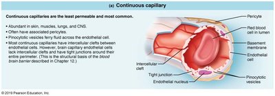 Continuous capillary structure