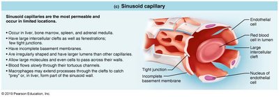 Sinusoidal capillary structure