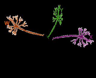Diagram of three neurons (W, X, Y) forming synapses with a fourth neuron (Z)