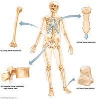 Classification of bones by shape