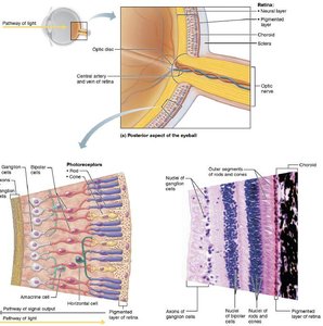 Retinal structure and cell layers
