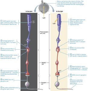 Visual pathway from retina to brain