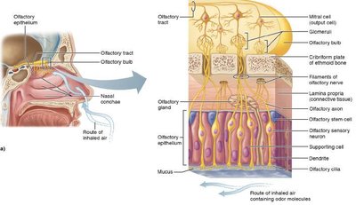 Olfactory transduction pathway
