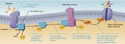 Papillae and taste bud structure