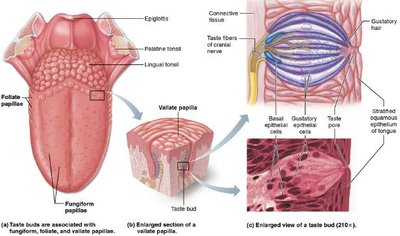 Gustatory pathway from tongue to cortex