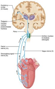 Ear anatomy: outer, middle, and inner ear