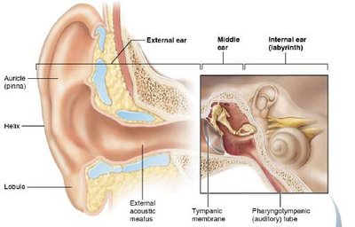 Middle ear structures and muscles