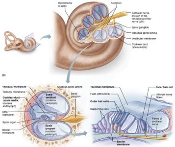 Cochlea and spiral organ structure