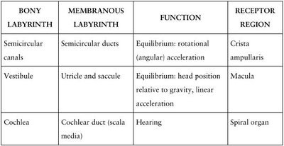 Sound transmission through ear structures