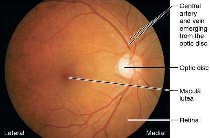 Fundus of the eye showing optic disc and macula lutea