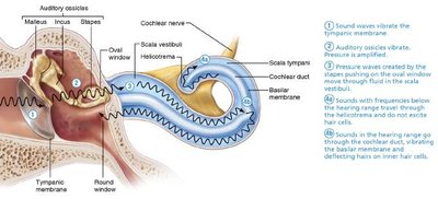 Auditory pathway from cochlea to cortex