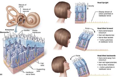 Crista ampullaris and dynamic equilibrium