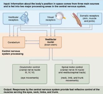 CNS integration of balance and orientation