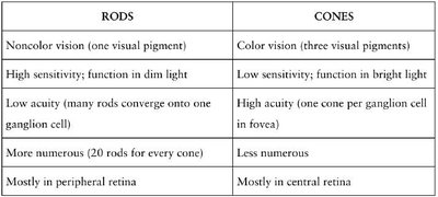 Photopigment bleaching and regeneration cycle