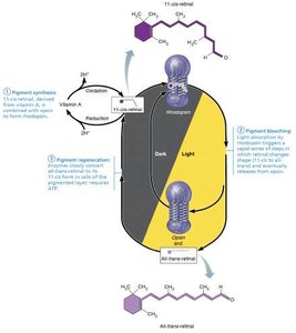 Light transduction pathway in photoreceptors
