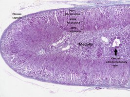 Histology of the adrenal gland showing cortex and medulla