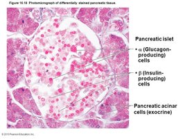 Photomicrograph of pancreatic islet showing alpha and beta cells