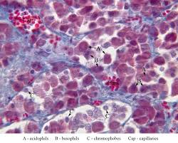 Histology of anterior pituitary showing cell types
