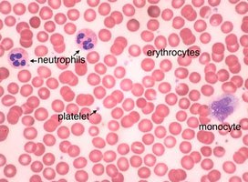 Blood smear showing erythrocytes, neutrophils, platelets, and monocytes