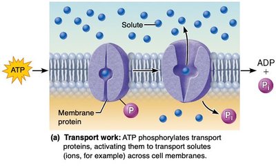 Cell membrane structure and surface proteins
