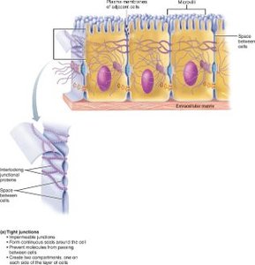 Desmosomes between cells