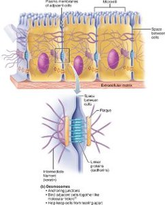 Gap junctions between cells