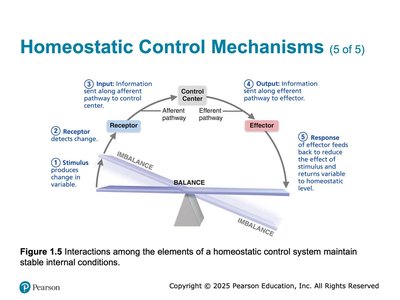 Diagram of a homeostatic control mechanism