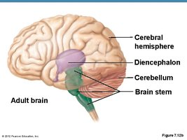 Diagram of the diencephalon and its components