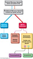 Diagram of CNS and PNS divisions and functions