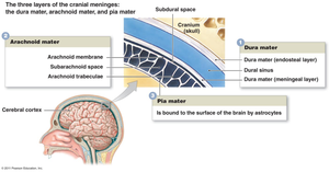 Diagram of the three layers of cranial meninges