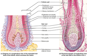 Structure of a hair and hair follicle longitudinal view