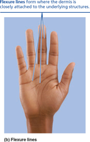 Flexure lines on the hand