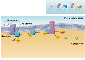 Peptide hormone mechanism: second messenger system