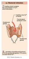 Humoral stimulus: parathyroid hormone release