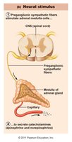 Neural stimulus: adrenal medulla hormone release