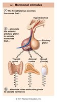 Hormonal stimulus: pituitary gland regulation
