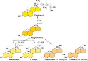 Steroid hormone synthesis from cholesterol