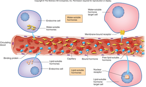 Hormone transport and receptor location