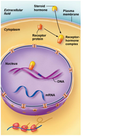 Steroid hormone mechanism: intracellular receptor and gene expression