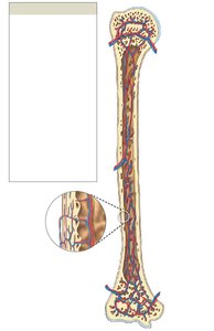 Diagram of blood supply to a mature bone
