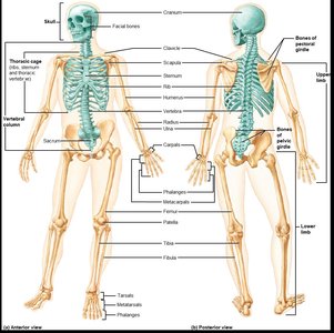 Anterior and posterior views of the skeleton, showing appendicular and axial divisions