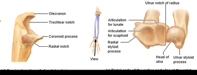 Ulna and radius, detailed features