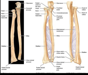 Ulna and radius, detailed features