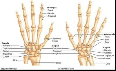 Table of bones of the appendicular skeleton, pectoral girdle and upper limb
