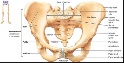 Pelvic girdle, showing ilium, ischium, pubis, sacrum, and coccyx