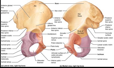 Right hip bone, lateral and medial views